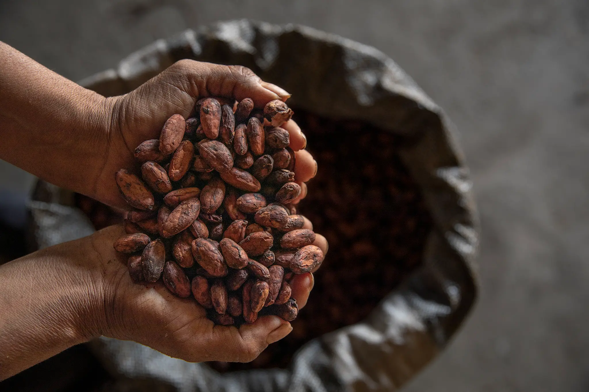 Granos de cacao